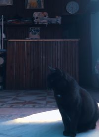 Cat sitting on table at home