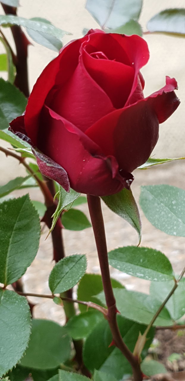 CLOSE-UP OF RED ROSE ON PLANT