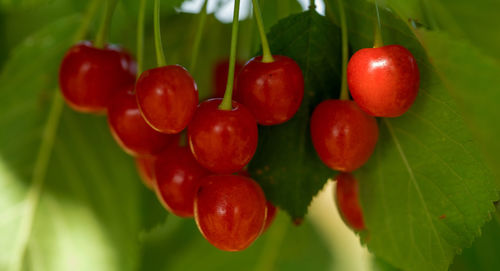 Close-up of cherries growing on plant
