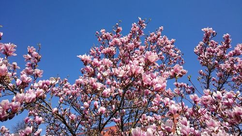 Low angle view of cherry blossom tree