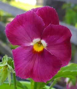 Close-up of purple flowering plant