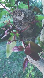 Close-up of starfish on tree