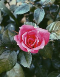 Close-up of pink rose