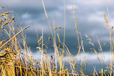 Close-up of grass growing on field