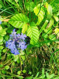 Close-up of butterfly on purple flower