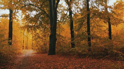 Trees in forest