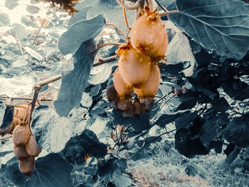 High angle view of dried leaves on plant