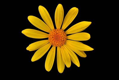 Close-up of flower over black background