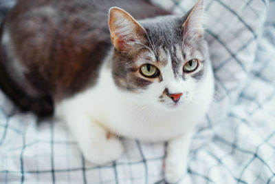 Close-up portrait of cat at home