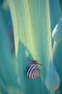 Close-up of snail on leaf