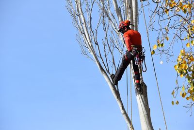 Low angle view of lumberjack on tree against sky