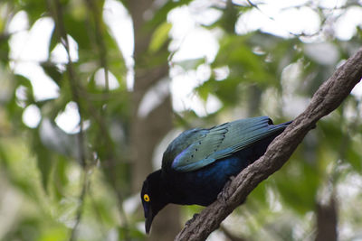 Close-up of bird perching on branch