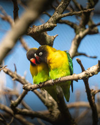 Birds perching on tree