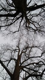 Low angle view of bare tree against clear sky