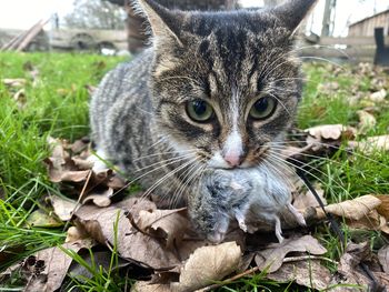 Close-up portrait of a cat on field