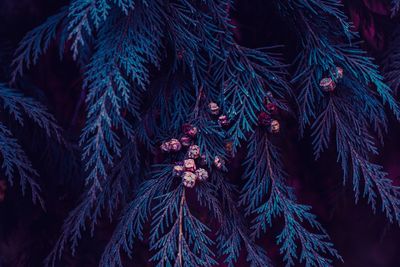 Blue pine tree leaves in winter, blue background