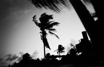 Low angle view of palm trees against sky