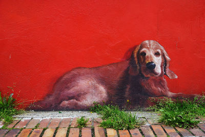 Portrait of dog sitting on red wall