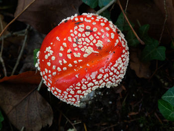 Close-up of fly agaric mushroom on field