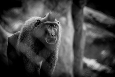 Extreme close-up of monkey