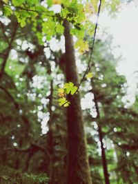 Low angle view of flower tree