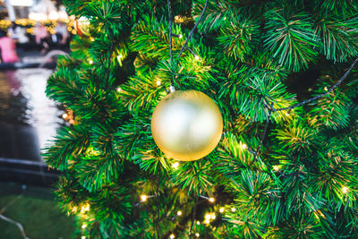 Close-up of christmas tree