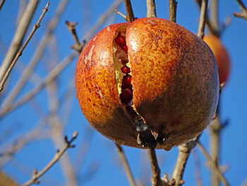 Close-up of fruits hanging on branch