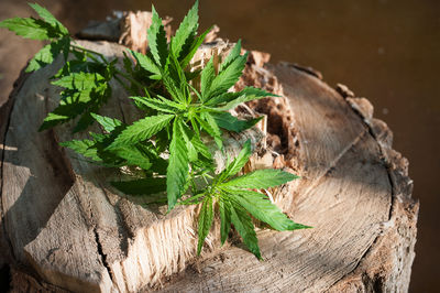 High angle view of leaves on plant