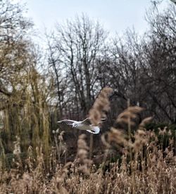 View of birds flying in the field