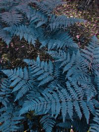 Full frame shot of leaves during winter