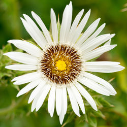 Close-up of white flower blooming outdoors