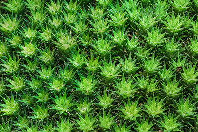 Full frame shot of plants growing on field