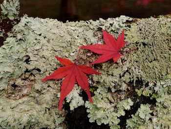 Close-up of red maple leaves on plant