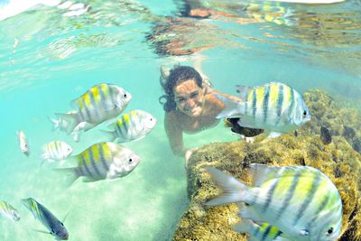 Fishes swimming in sea