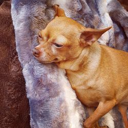 High angle view of a dog looking away