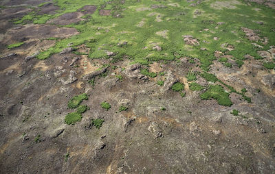 High angle view of plants growing on land