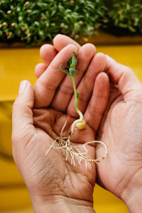 Microgreens growing background with raw sprouts in female hands. fresh raw herbs 