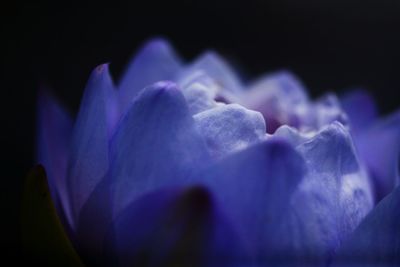 Close-up of purple flower against black background