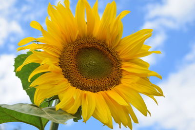 Close-up of sunflower