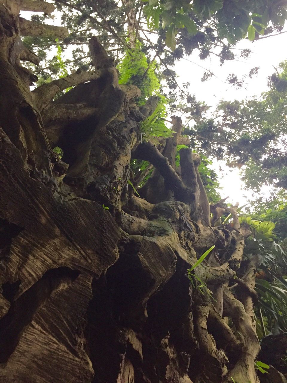 tree, nature, growth, low angle view, no people, beauty in nature, outdoors, branch, tranquility, day, backgrounds, scenics, sky