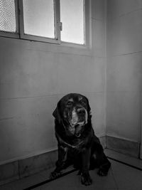 Portrait of black dog sitting on floor