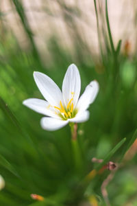 Close-up of white flowering plant