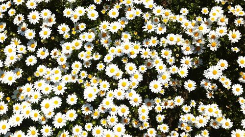 Full frame shot of white daisy flowers