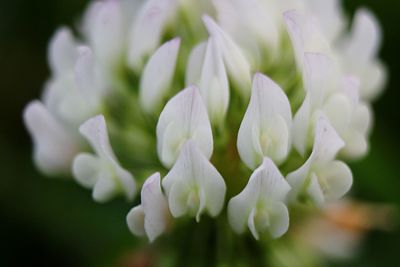 Close-up of pink flowers blooming outdoors