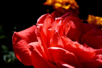 Close-up of red rose