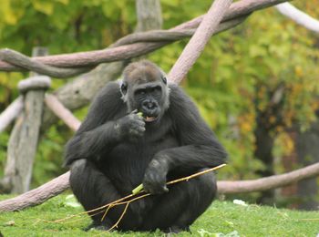 Monkey sitting on tree