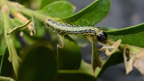 Close-up of insect on leaf