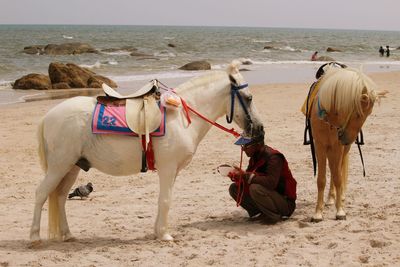 Horses on beach