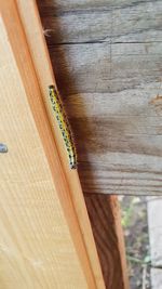 High angle view of insect on wood