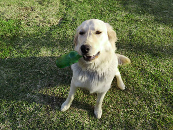 Portrait of dog sticking out tongue on land